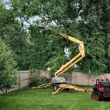 Best Tree Disease Treatment  in Riverside, NY