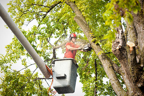 Best Hedge Trimming  in Riverside, NY